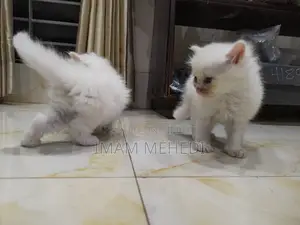 0-1 Month Female Purebred Persian