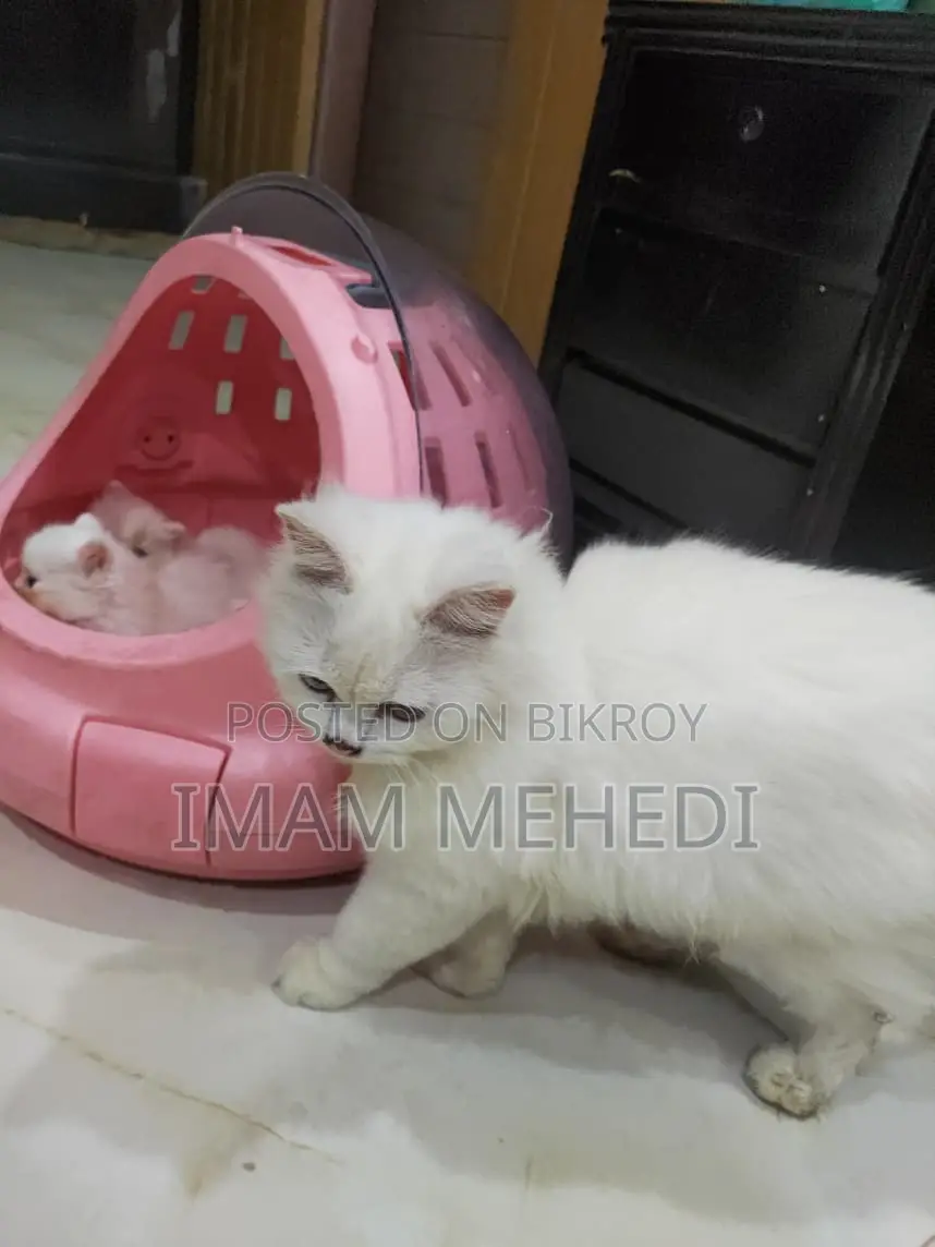 0-1 Month Female Purebred Persian