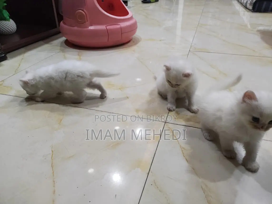0-1 Month Female Purebred Persian
