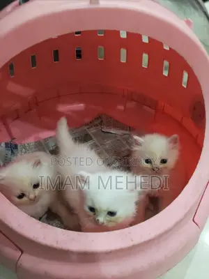 0-1 Month Female Purebred Persian