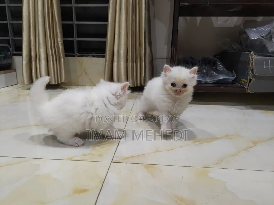 0-1 Month Female Purebred Persian