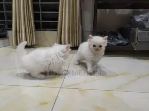 0-1 Month Female Purebred Persian