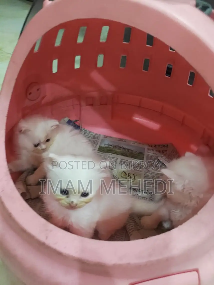 0-1 Month Female Purebred Persian