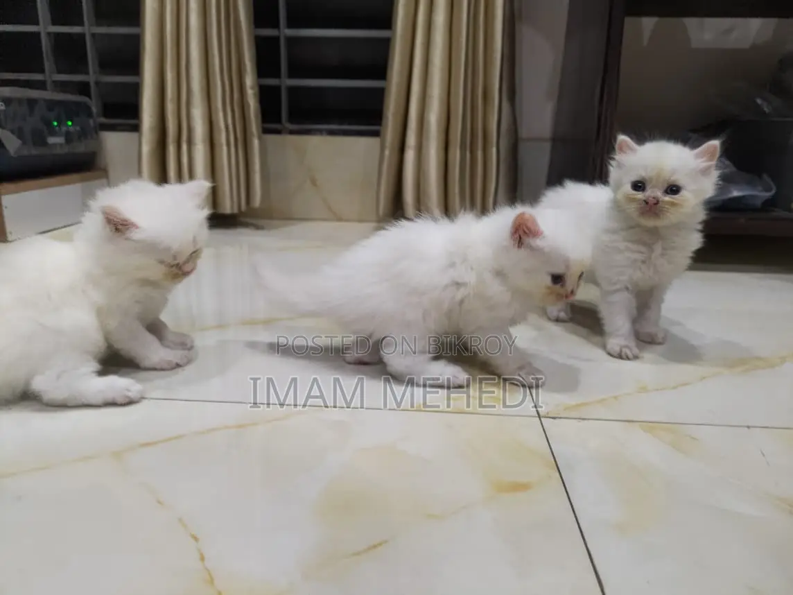 0-1 Month Female Purebred Persian