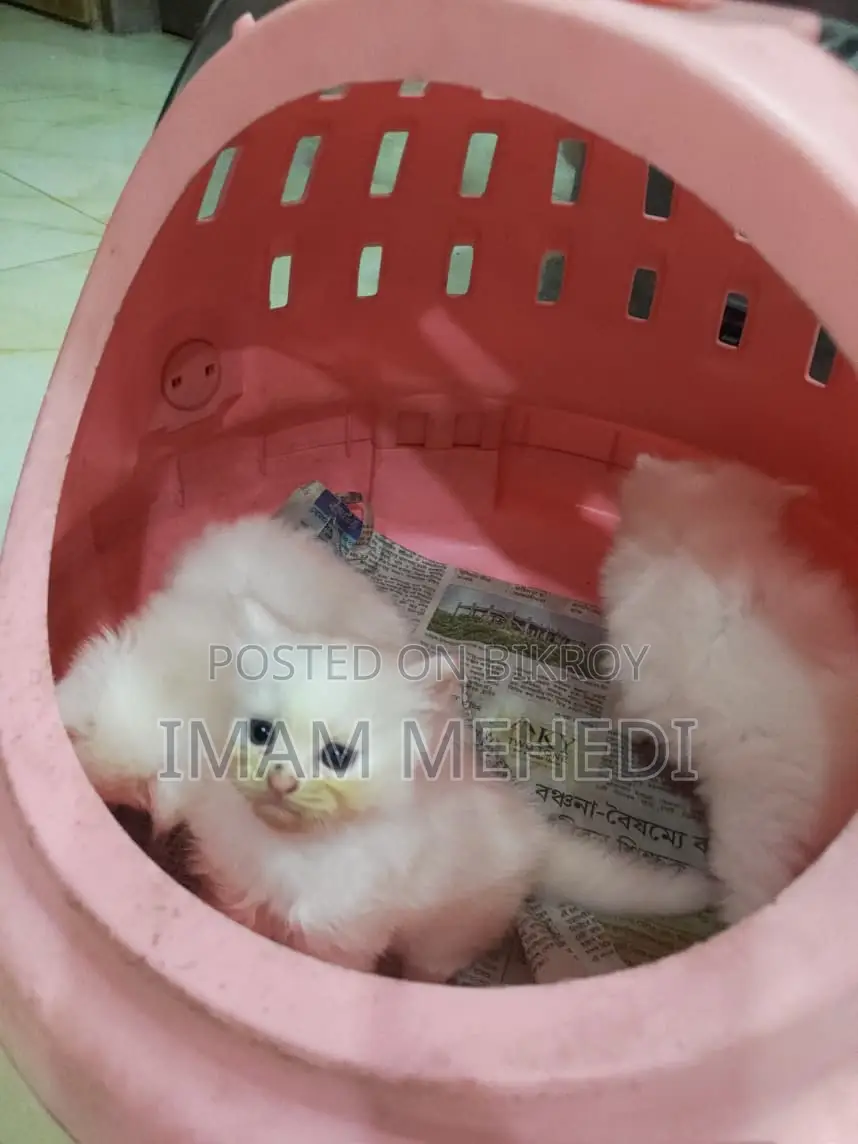 0-1 Month Female Purebred Persian