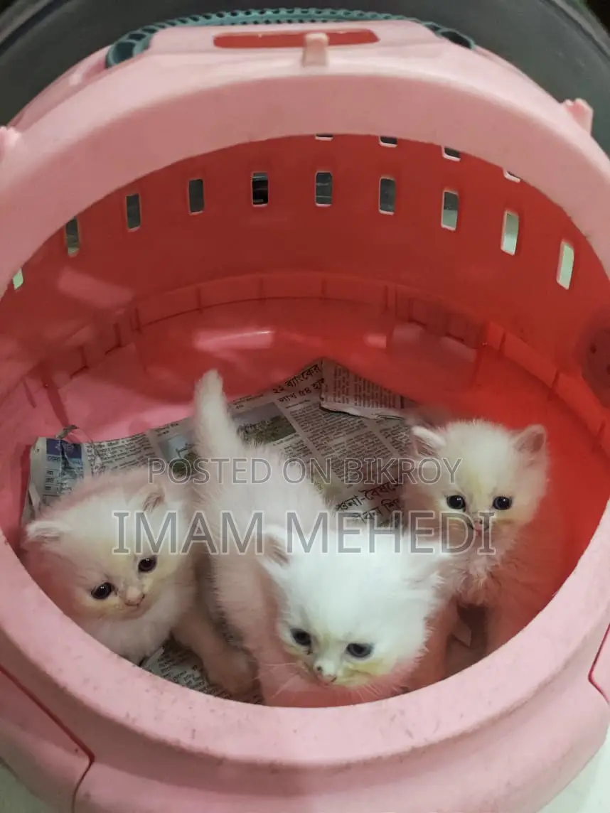 0-1 Month Female Purebred Persian