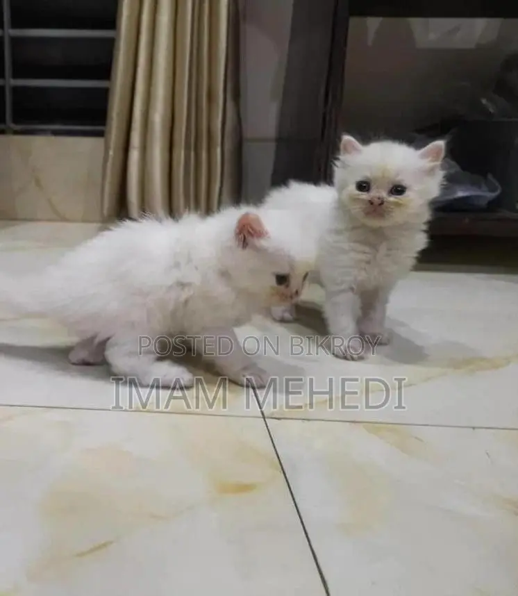 0-1 Month Female Purebred Persian