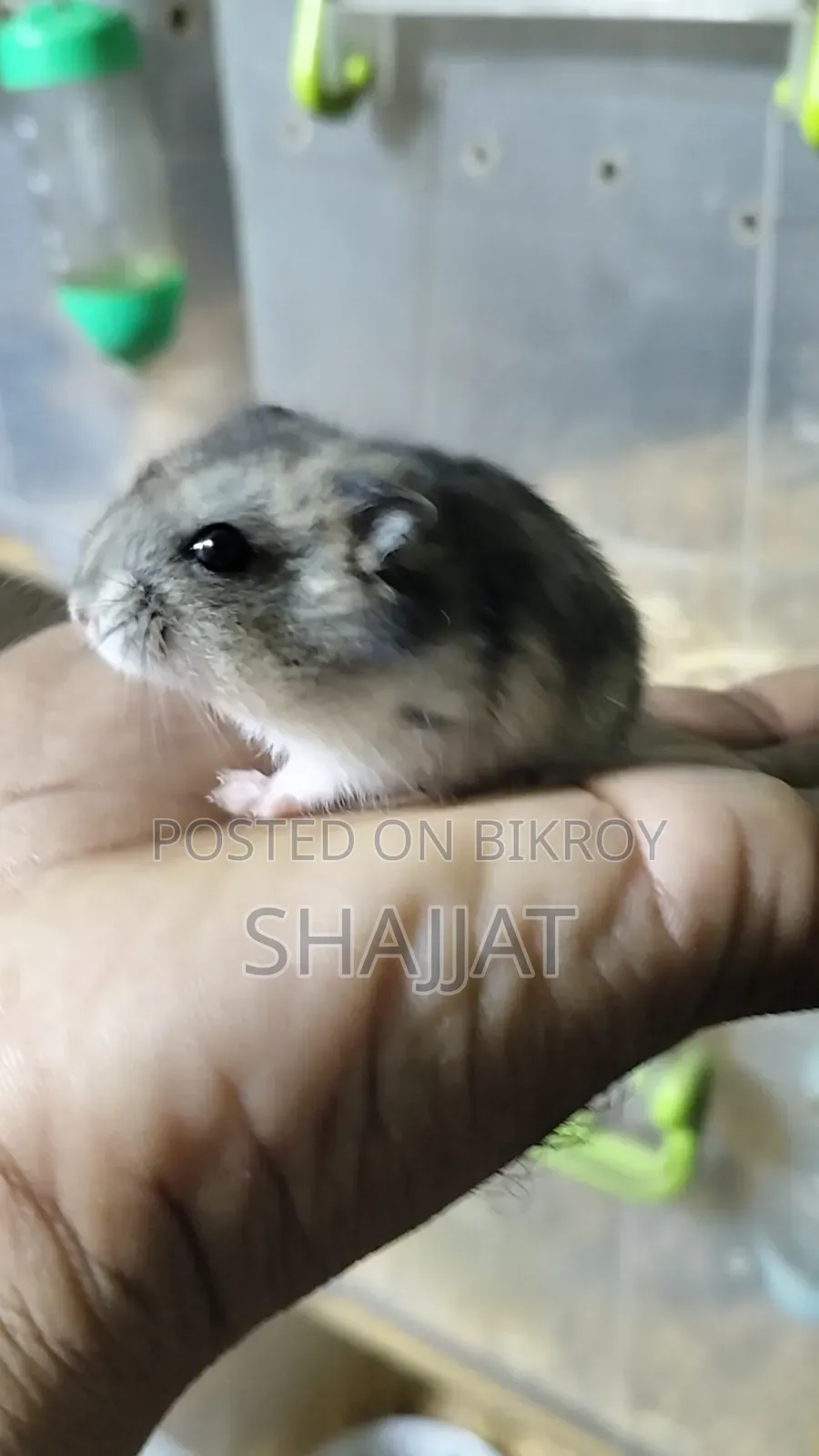 টাইগার উইন্টার হ্যামস্টার