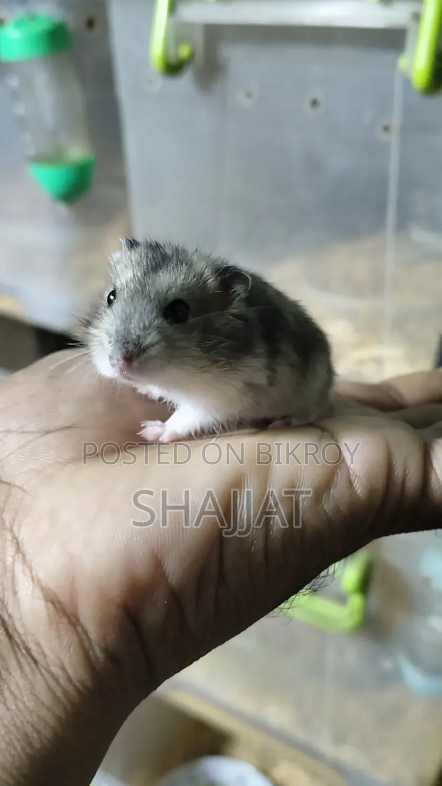 টাইগার উইন্টার হ্যামস্টার