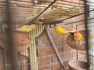 Love Bird Sale