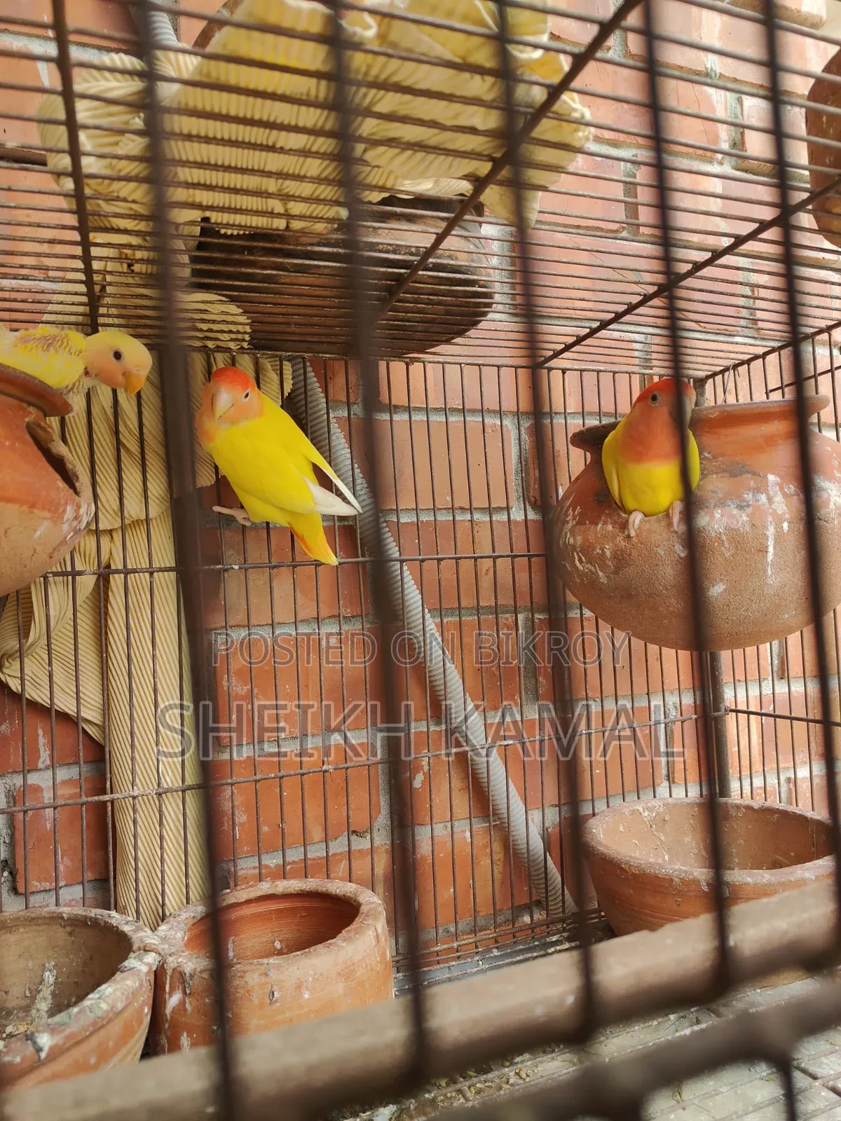 Love Bird Sale