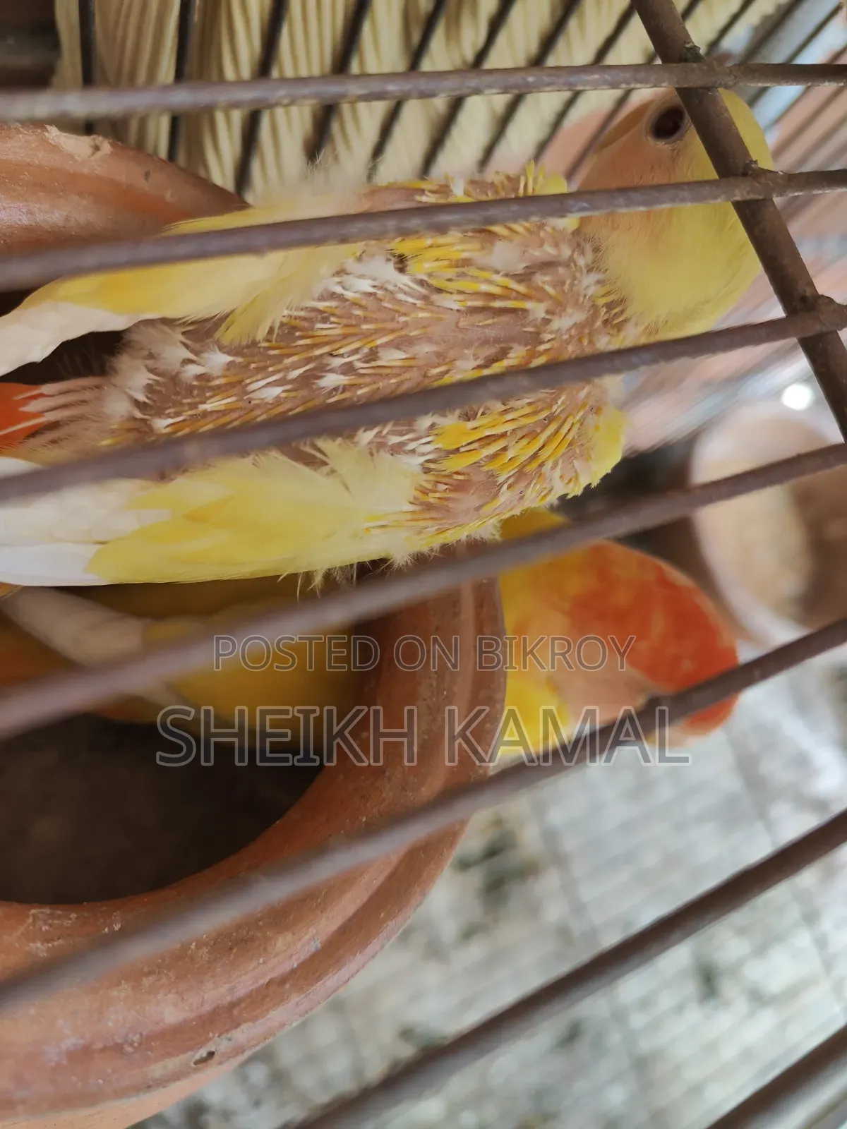 Love Bird Sale