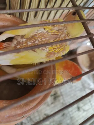 Love Bird Sale