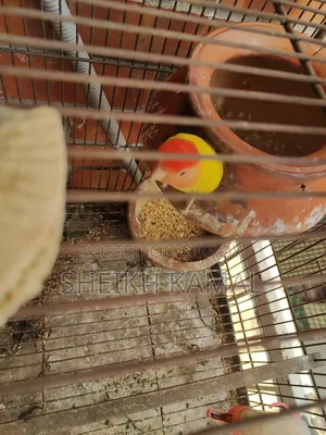 Love Bird Sale