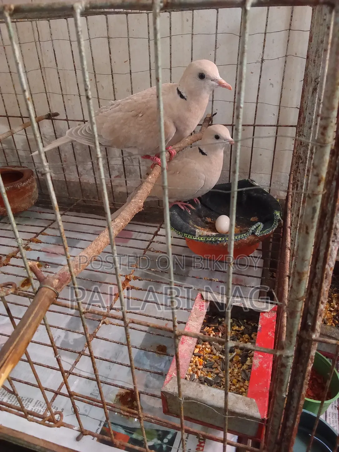 3 Pairs of Running Doves and 2 Pairs of Running Budgie Birds for Sale
