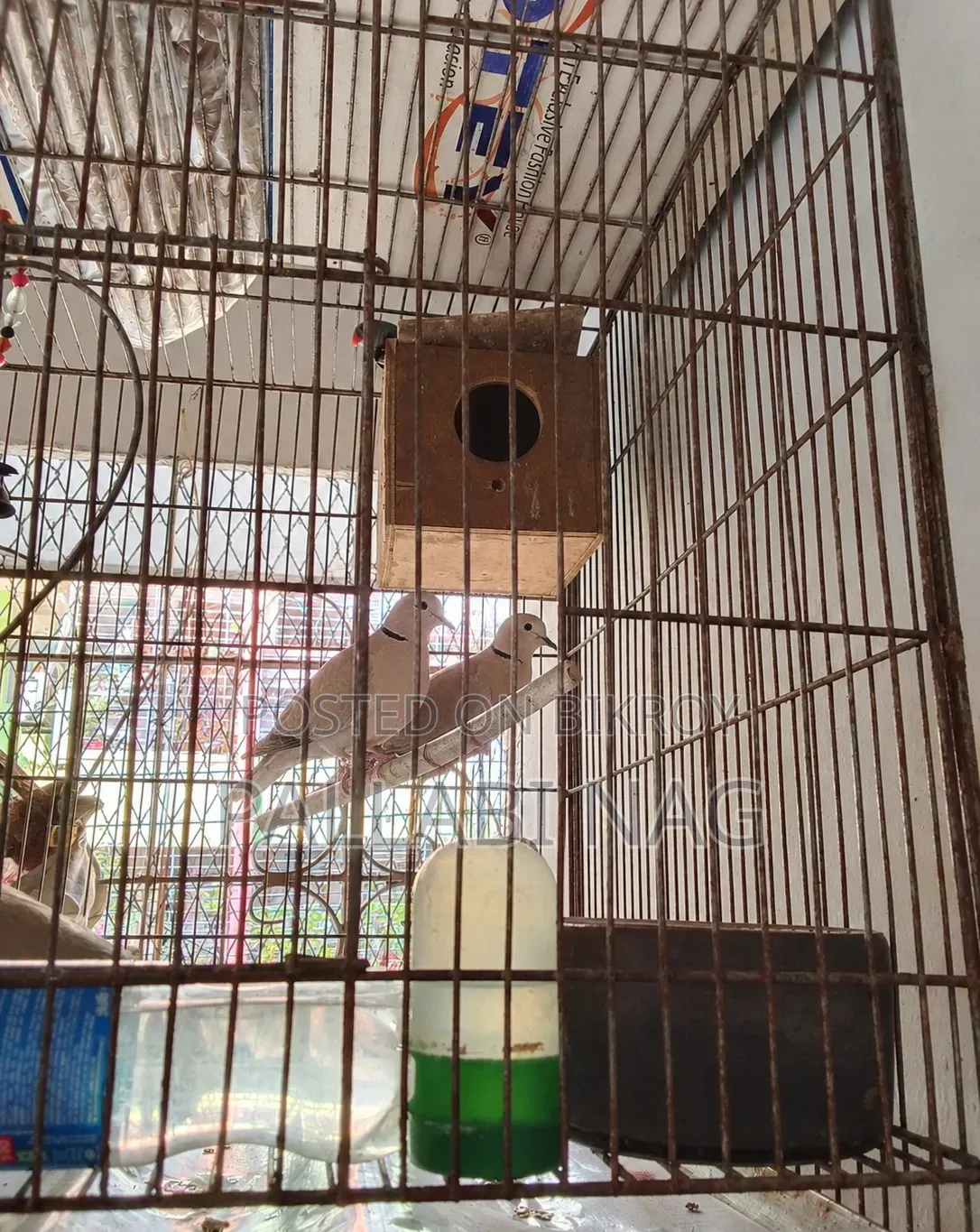 3 Pairs of Running Doves and 2 Pairs of Running Budgie Birds for Sale