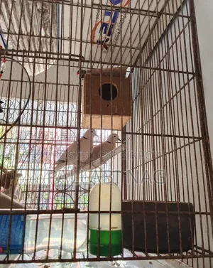 3 Pairs of Running Doves and 2 Pairs of Running Budgie Birds for Sale