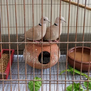 3 Pairs of Running Doves and 2 Pairs of Running Budgie Birds for Sale