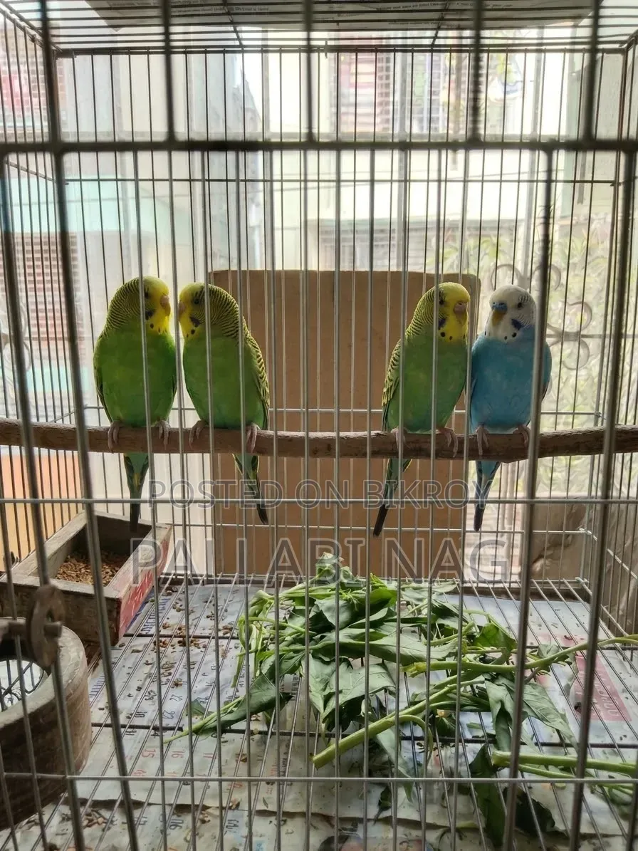 3 Pairs of Running Doves and 2 Pairs of Running Budgie Birds for Sale