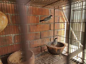 Dancing Finch Sale