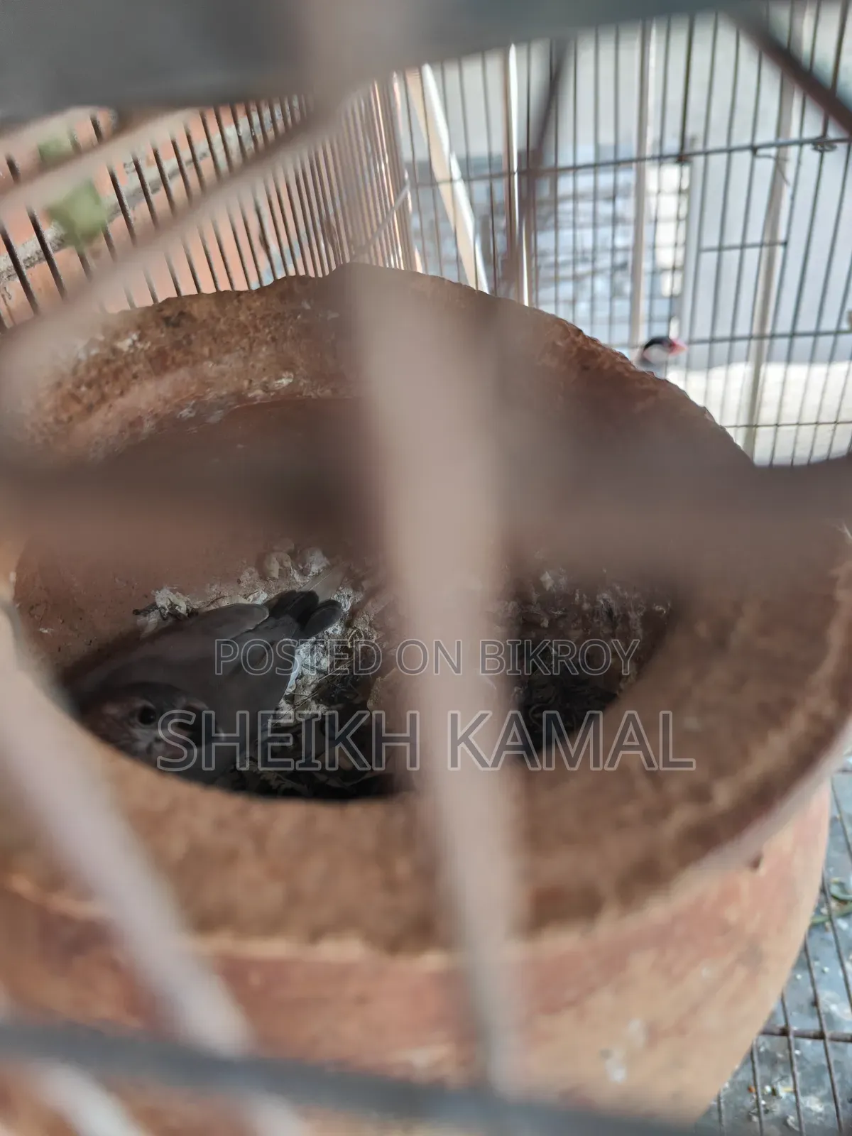 Dancing Finch Sale