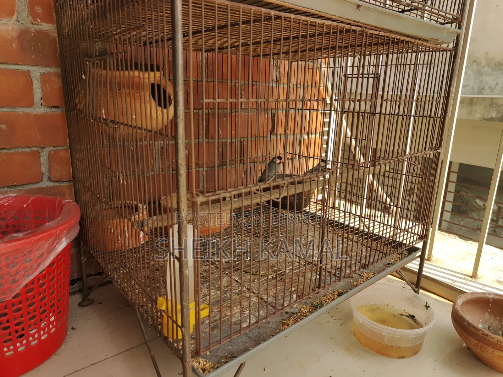 Dancing Finch Sale
