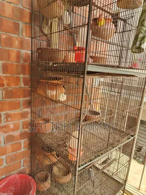 Bird Cage for Sale