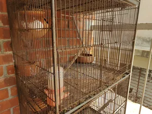 Bird Cage for Sale
