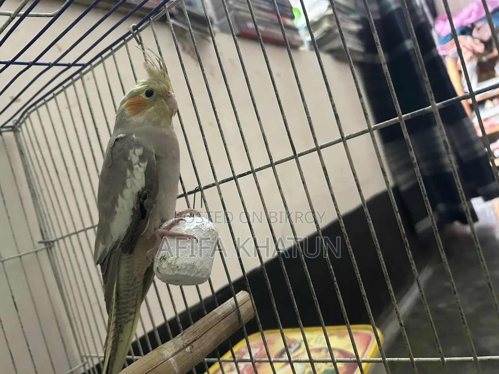 Cockatiel Baby