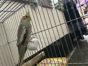 Cockatiel Baby