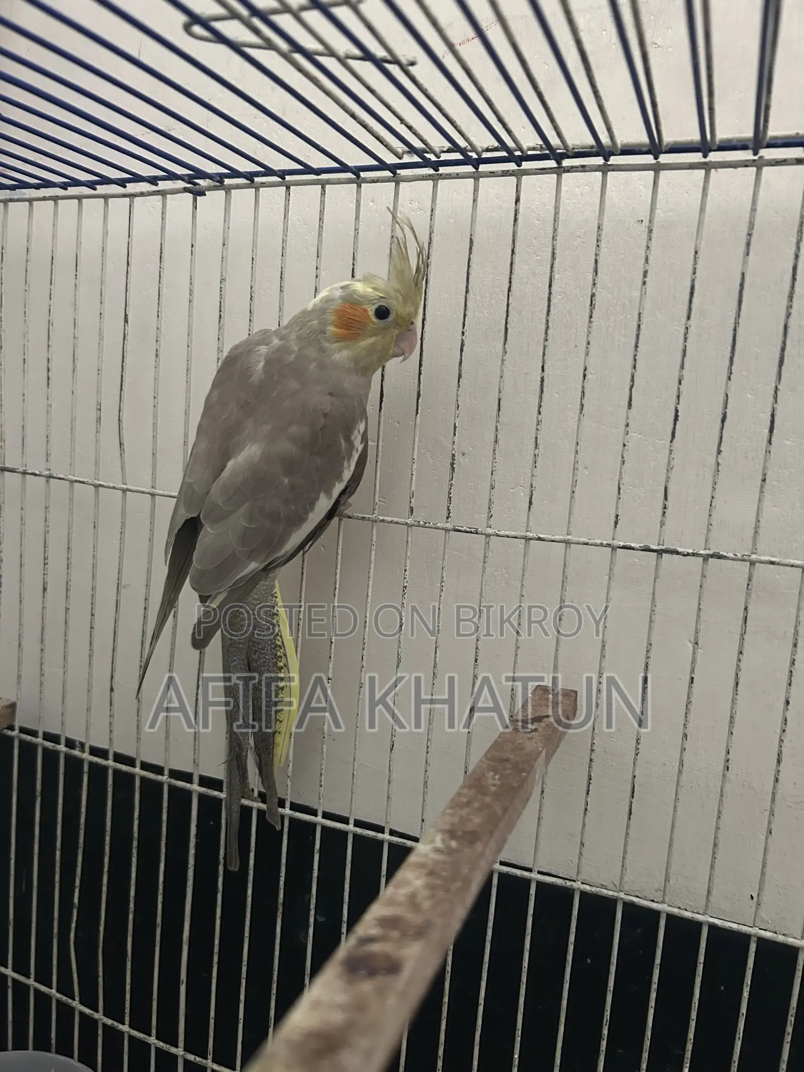 Cockatiel Baby