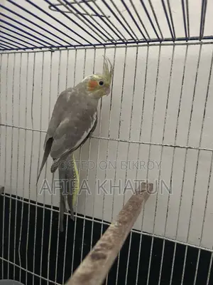 Cockatiel Baby