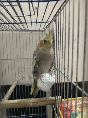 Cockatiel Baby
