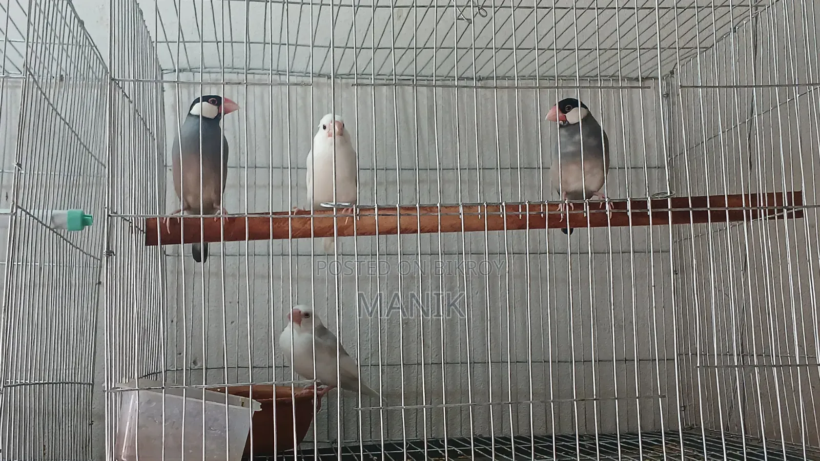 Java Finch and Prince Finch for Sale