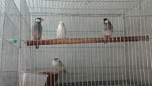 Java Finch and Prince Finch for Sale