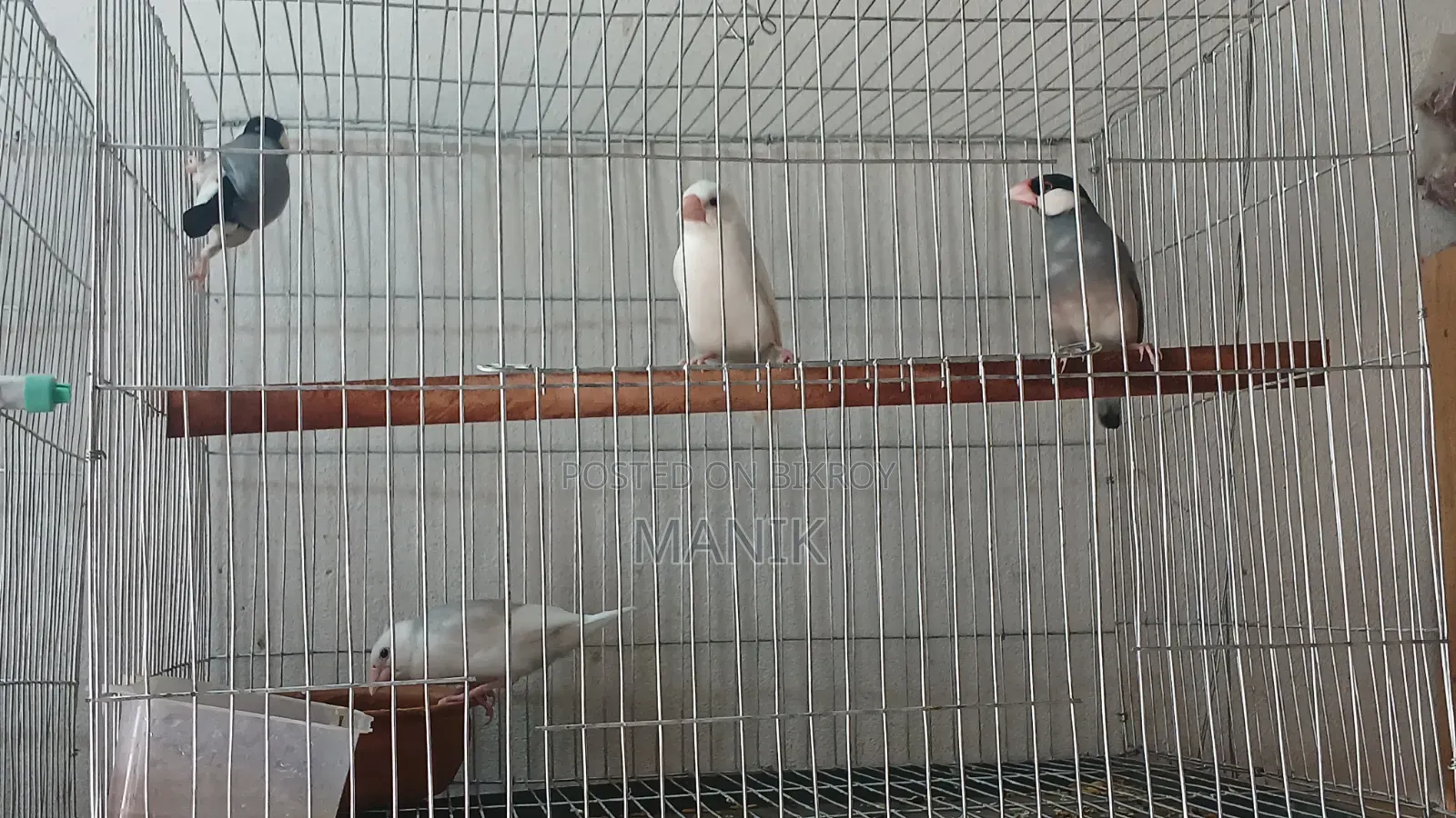 Java Finch and Prince Finch for Sale