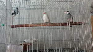 Java Finch and Prince Finch for Sale