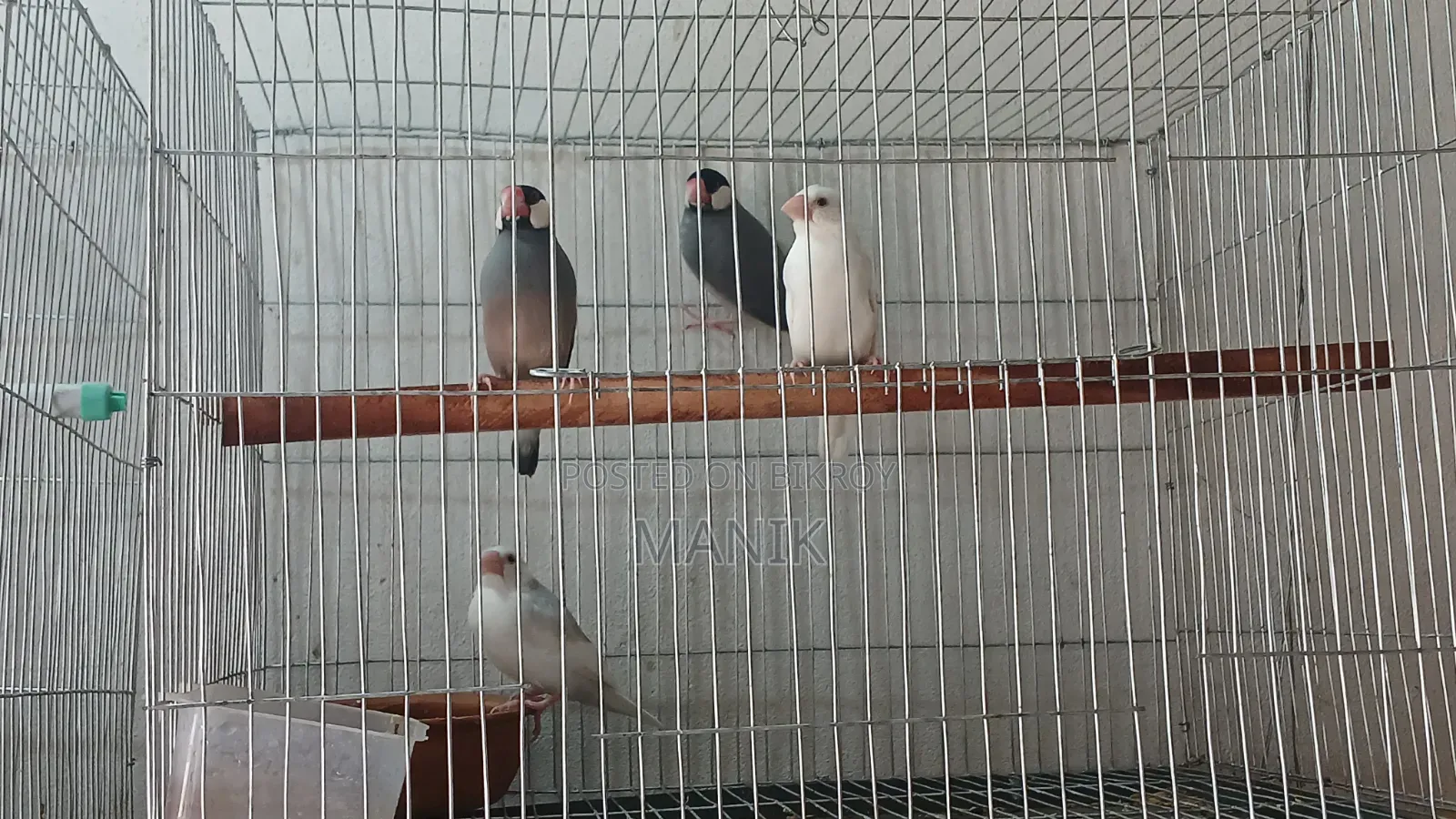 Java Finch and Prince Finch for Sale