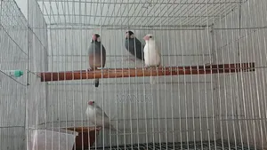 Java Finch and Prince Finch for Sale