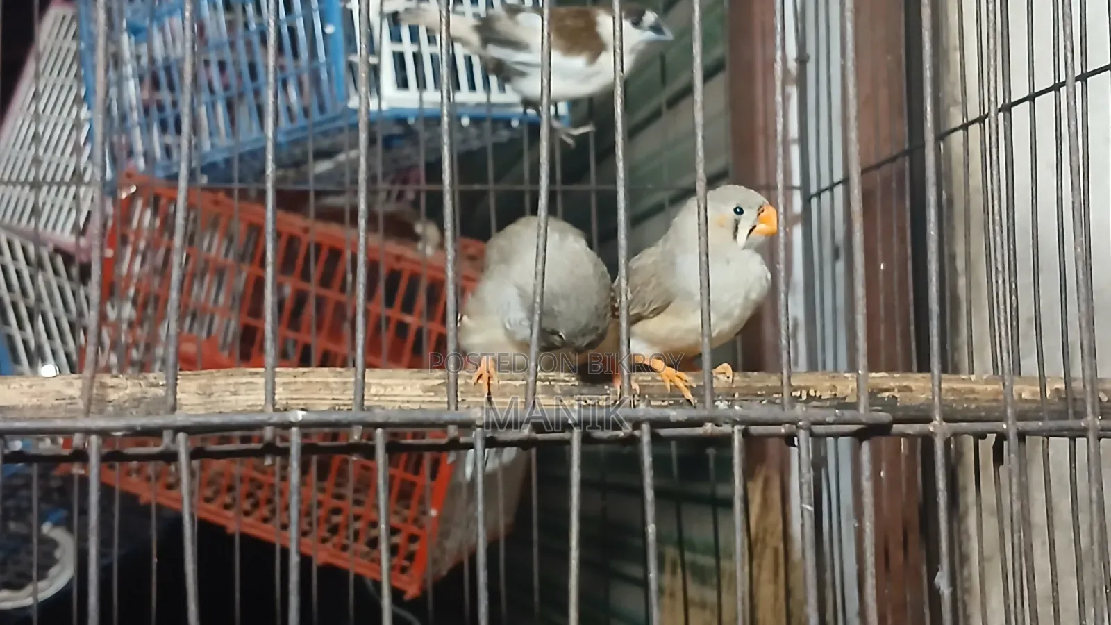 Java Finch and Prince Finch for Sale