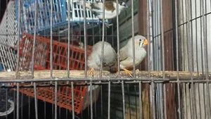 Java Finch and Prince Finch for Sale