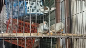 Java Finch and Prince Finch for Sale