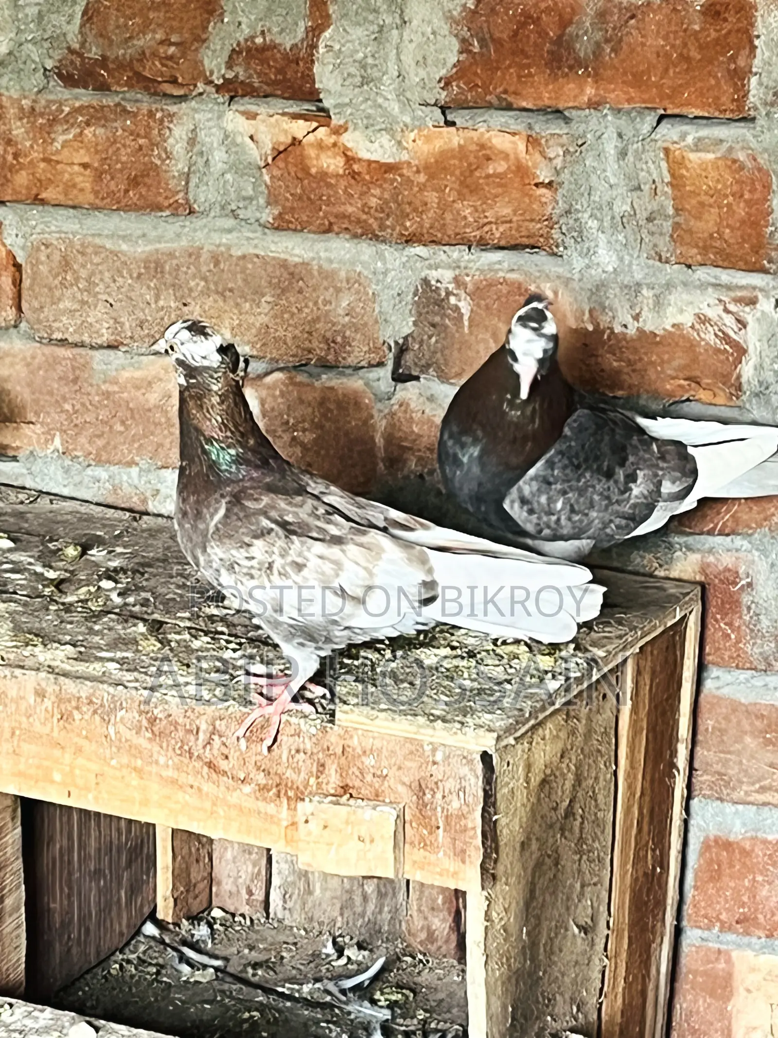 Male and Female Pigeons