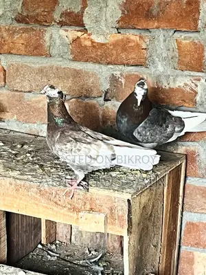Male and Female Pigeons