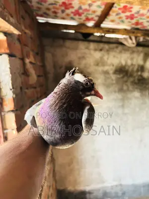 Male and Female Pigeons