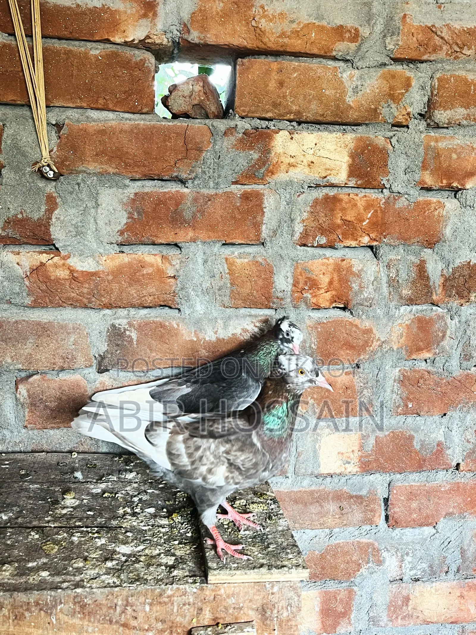 Male and Female Pigeons