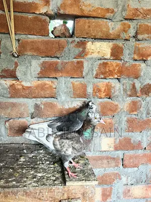 Male and Female Pigeons