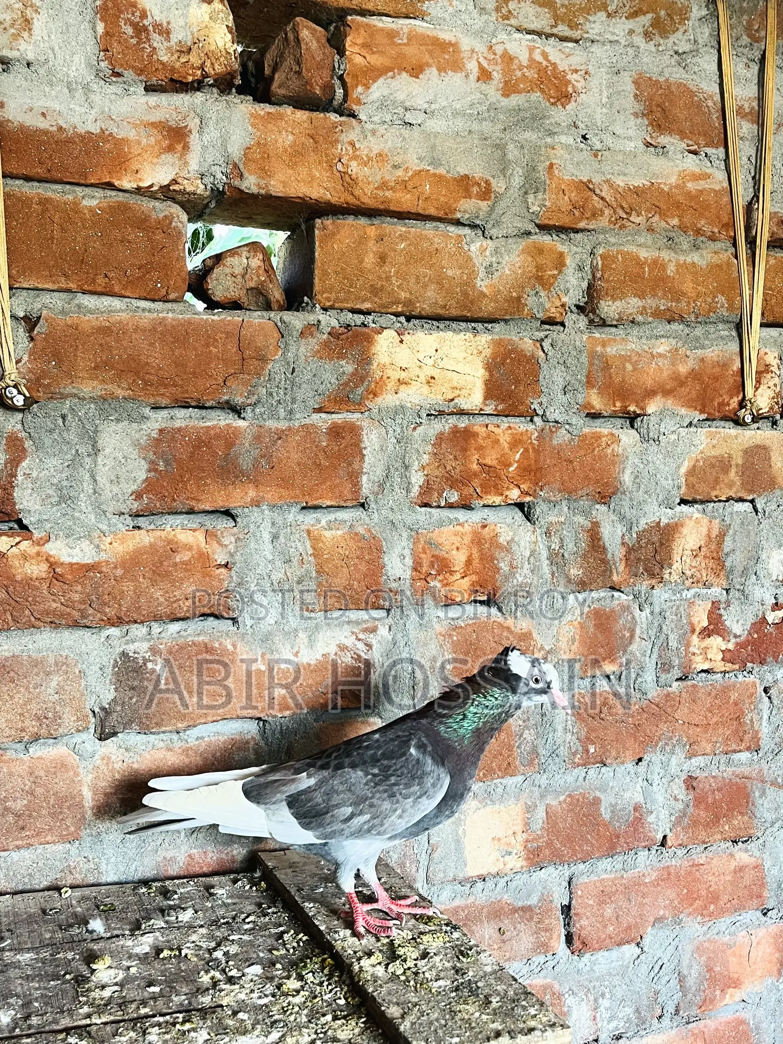 Male and Female Pigeons