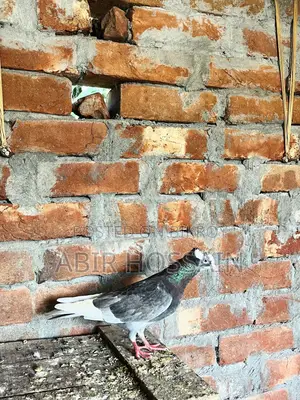 Male and Female Pigeons