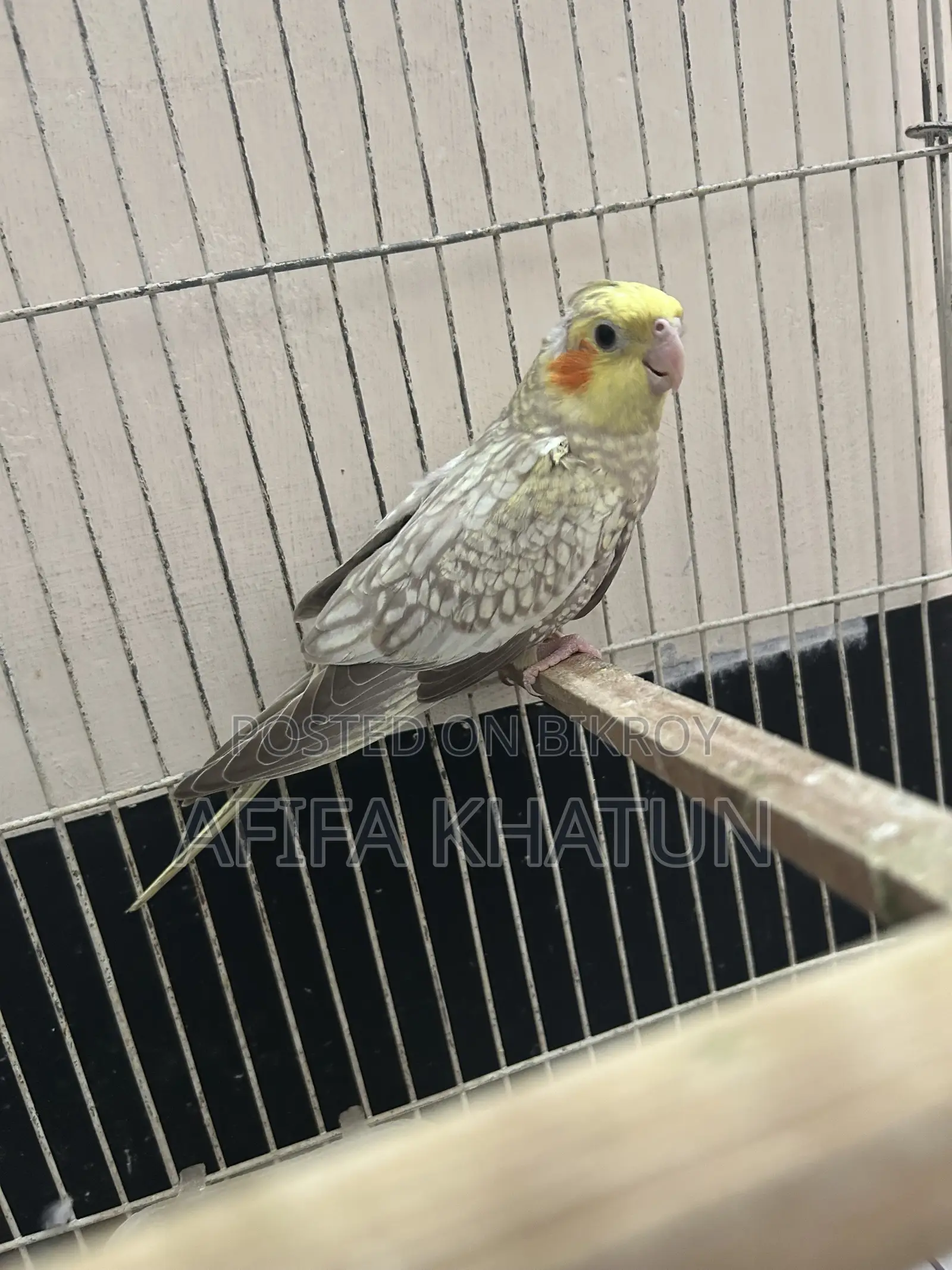 Cockatiel Baby